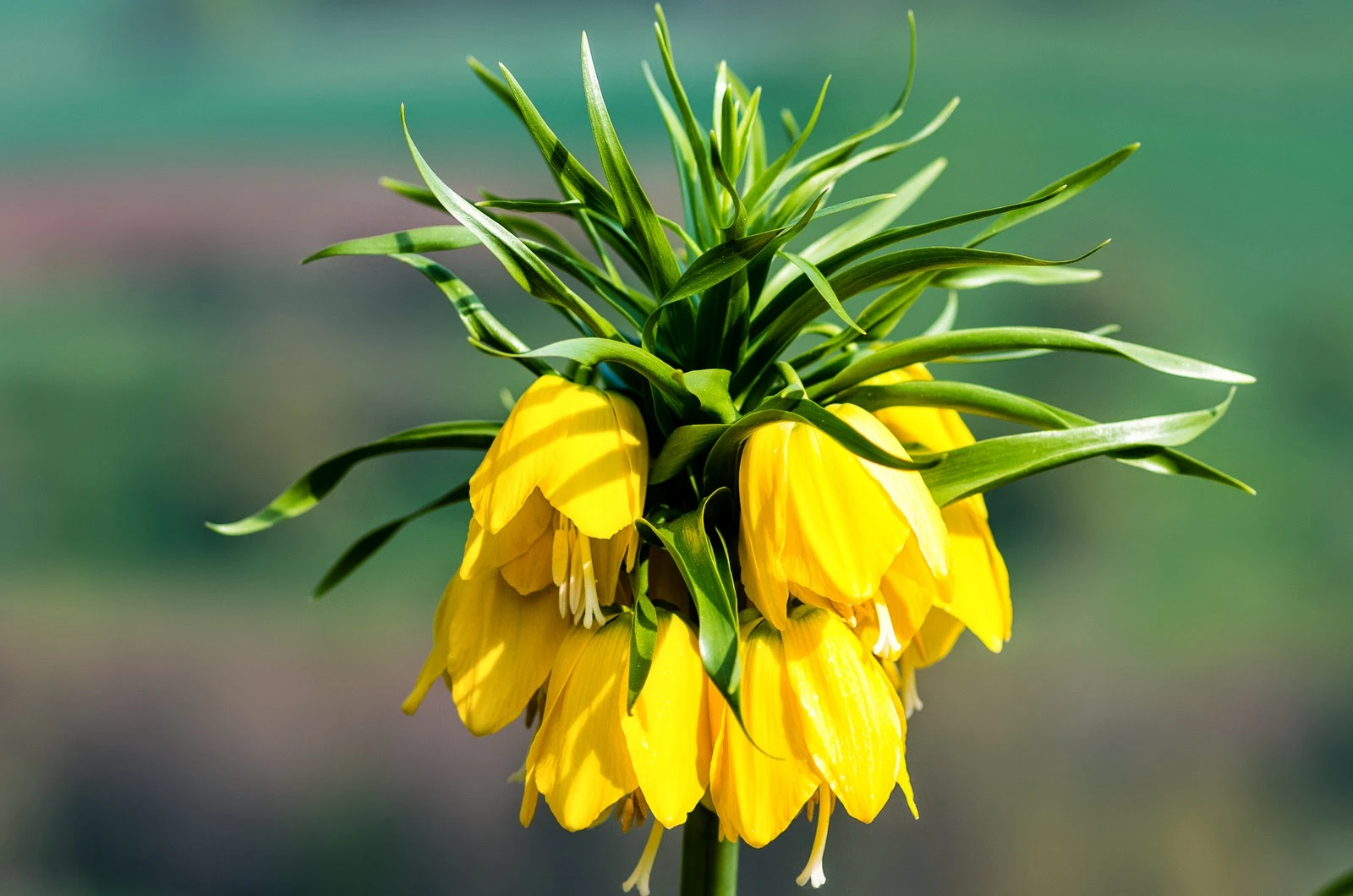 Blumen.jpeg